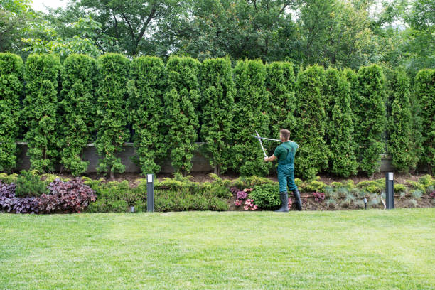 Residential Tree Removal in East Hazel Crest, IL